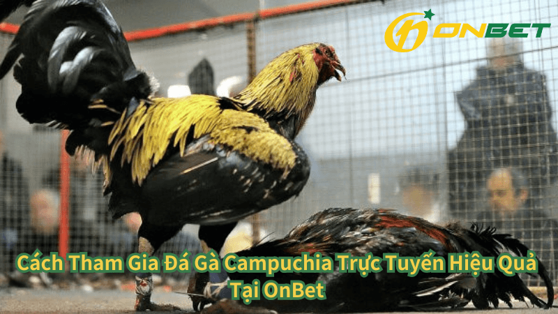 Cách Tham Gia Đá Gà Campuchia Trực Tuyến Tại OnBet